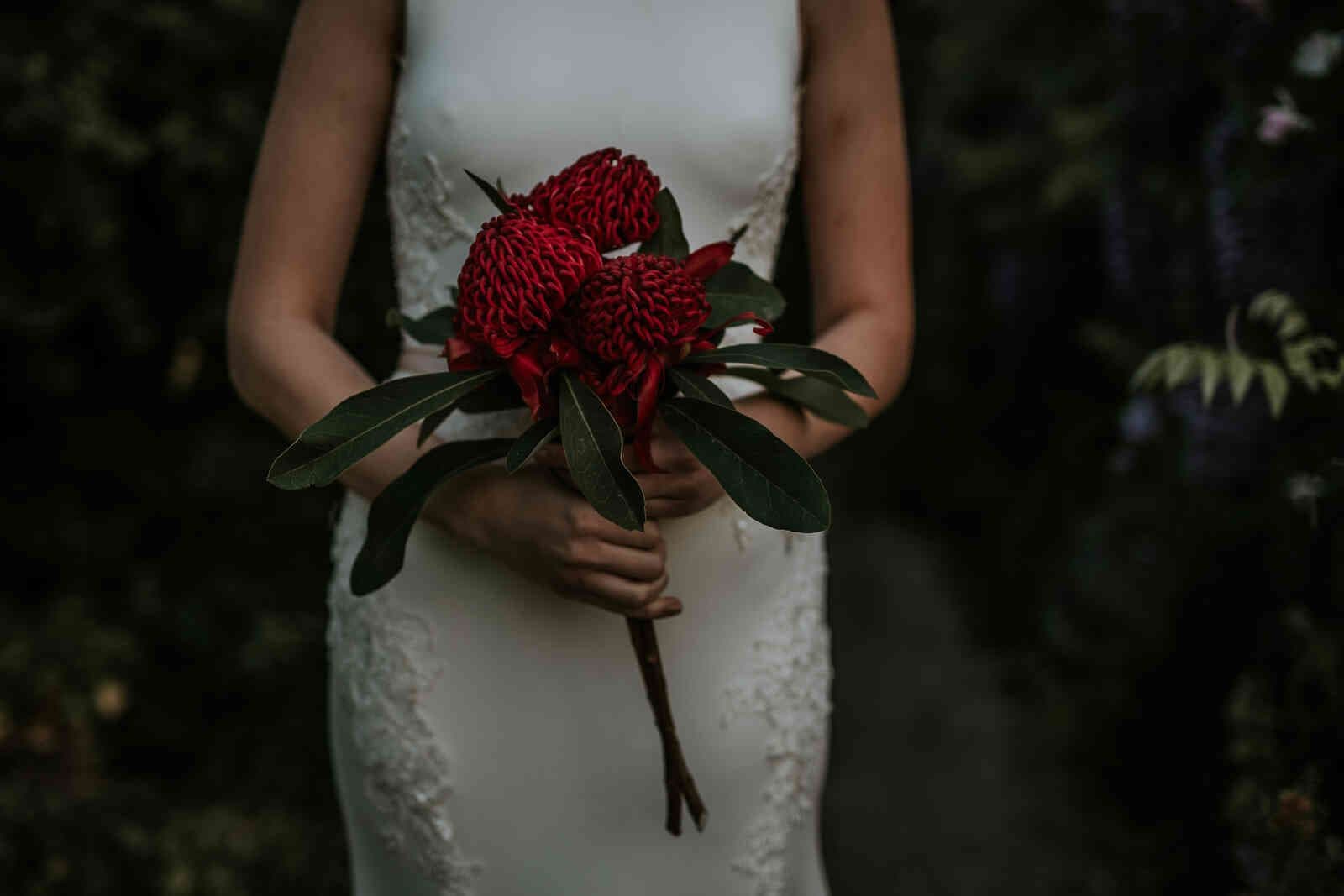 close_up_bride_holding_red_waratah_flowers_9dde64611c