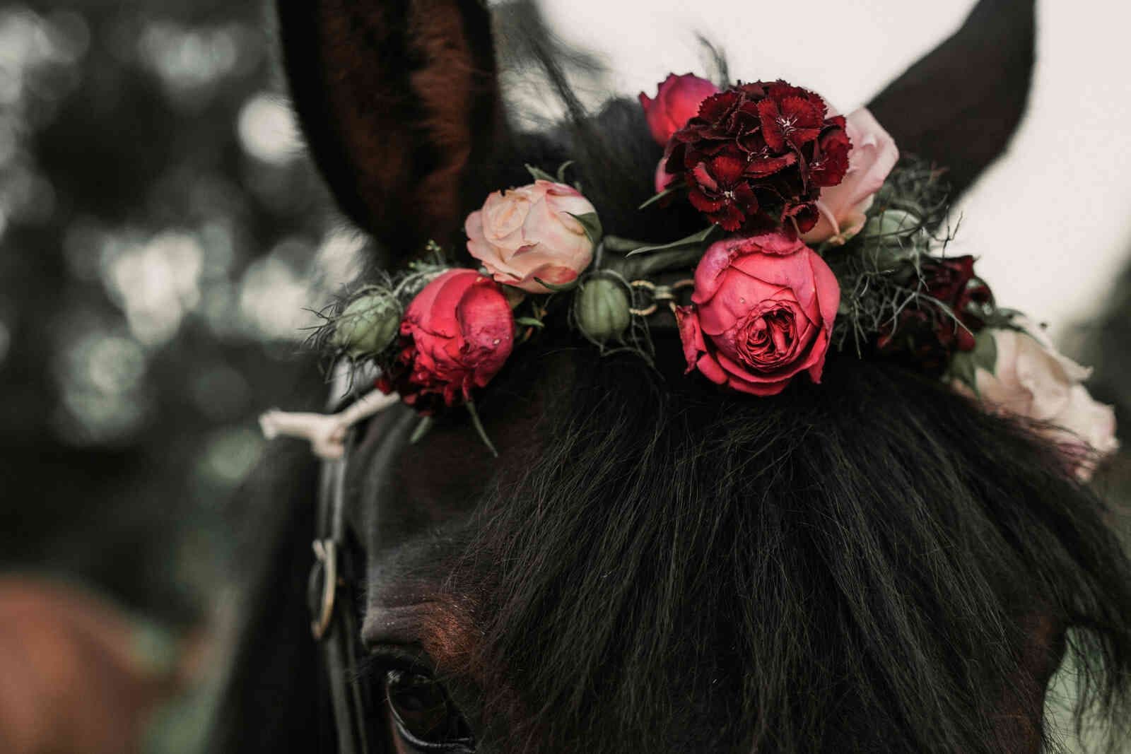 horse_head_floral_crown_detail_closeup_922cdd3fb2
